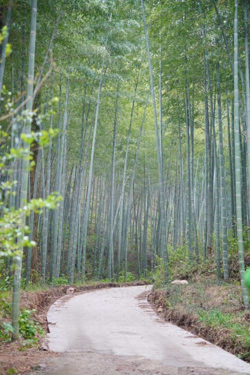【乌峰探秘 绿动极速电竞】极速电竞集团成功举办2026年春季徒步活动(图4)
